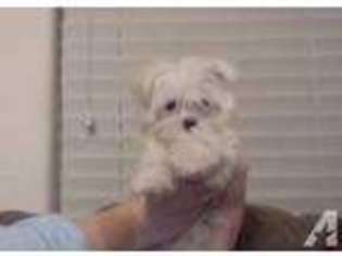 Maltese Puppy for sale in SUNNYVALE, CA, USA