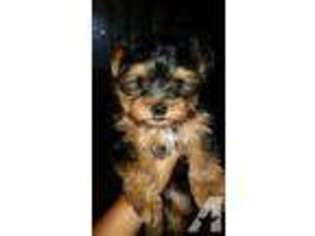 Yorkshire Terrier Puppy for sale in TERRELL, TX, USA