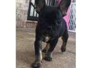 French Bulldog Puppy for sale in Dothan, AL, USA