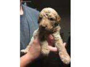 Goldendoodle Puppy for sale in Nederland, TX, USA