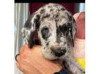 Great Dane Puppy for sale in Palm Springs, CA, USA