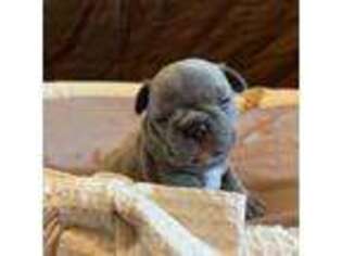 French Bulldog Puppy for sale in Cottonwood, AZ, USA