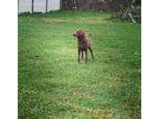 Chesapeake Bay Retriever Puppy for sale in Lindley, NY, USA