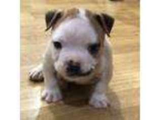 American Bulldog Puppy for sale in Knoxville, TN, USA