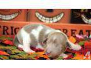 Dachshund Puppy for sale in BONHAM, TX, USA