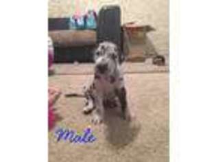 Great Dane Puppy for sale in Peoria, AZ, USA