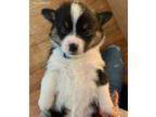 Pembroke Welsh Corgi Puppy for sale in Loveland, CO, USA