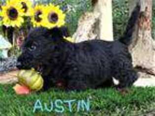 Scottish Terrier Puppy for sale in Amite, LA, USA