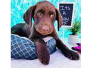 Labrador Retriever Puppy for sale in Bloomingdale, MI, USA