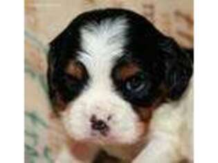 Cavalier King Charles Spaniel Puppy for sale in Viola, AR, USA