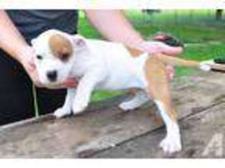 Mutt Puppy for sale in ARLINGTON, NE, USA