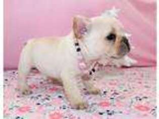 French Bulldog Puppy for sale in Roseville, MI, USA