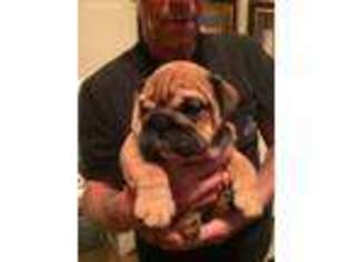 Bulldog Puppy for sale in Navarre, FL, USA