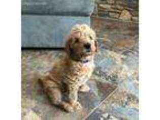 Labradoodle Puppy for sale in Nekoosa, WI, USA
