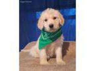 Labradoodle Puppy for sale in Chatsworth, IL, USA