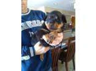 Rottweiler Puppy for sale in Swan Lake, NY, USA