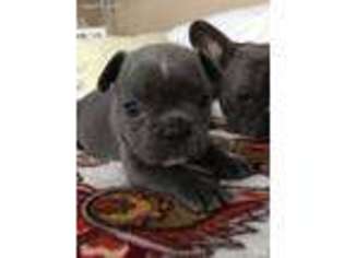 French Bulldog Puppy for sale in Cicero, NY, USA
