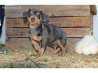 Mutt Puppy for sale in Mount Vernon, OR, USA