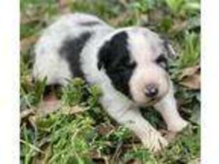Border Collie Puppy for sale in Lake Charles, LA, USA