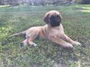 Mastiff Puppy for sale in Northumberland, PA, USA