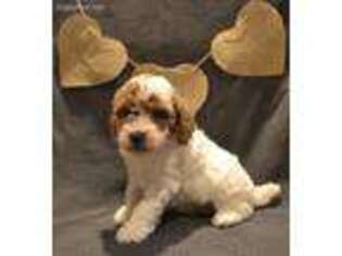 Mutt Puppy for sale in Newport, PA, USA