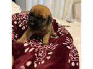 Mastiff Puppy for sale in Dartmouth, MA, USA