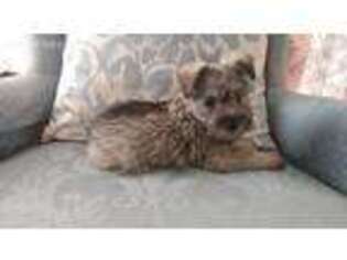 Mutt Puppy for sale in Lecanto, FL, USA