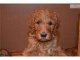 Labradoodle Puppy for sale in Oklahoma City, OK, USA