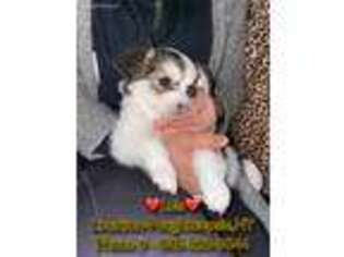 Cardigan Welsh Corgi Puppy for sale in Poughkeepsie, NY, USA