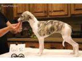 Whippet Puppy for sale in Alpharetta, GA, USA