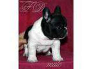 French Bulldog Puppy for sale in Erie, PA, USA