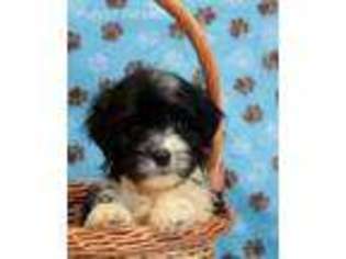 Havanese Puppy for sale in Gordonville, PA, USA