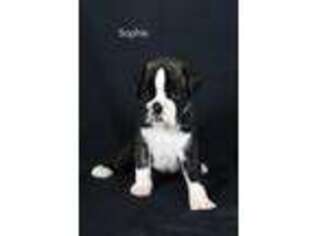 Boxer Puppy for sale in Middlebury, IN, USA