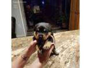 Rottweiler Puppy for sale in Wayland, NY, USA
