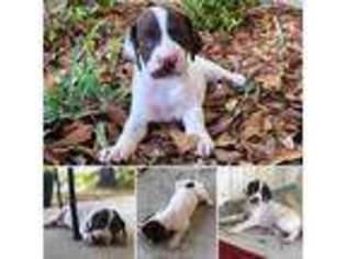 German Shorthaired Pointer Puppy for sale in Oxford, GA, USA