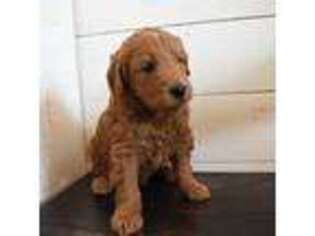 Mutt Puppy for sale in Moscow, ID, USA