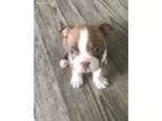 Boston Terrier Puppy for sale in Arlington, TX, USA