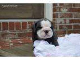 Bulldog Puppy for sale in Conyers, GA, USA