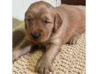 Golden Retriever Puppy for sale in Loysburg, PA, USA