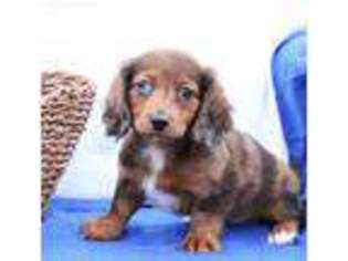Dachshund Puppy for sale in Strasburg, PA, USA