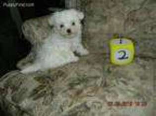 Maltese Puppy for sale in Minneapolis, MN, USA