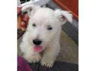 West Highland White Terrier Puppy for sale in Okanogan, WA, USA