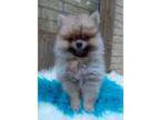 Pomeranian Puppy for sale in Carthage, TX, USA