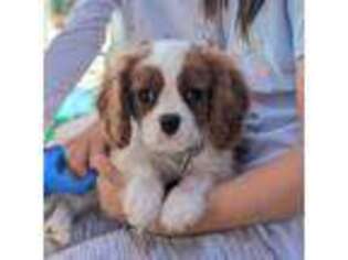 Cavalier King Charles Spaniel Puppy for sale in Dublin, CA, USA