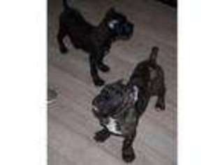 Cane Corso Puppy for sale in Oldham, Greater Manchester (England), United Kingdom