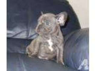 French Bulldog Puppy for sale in WONDER LAKE, IL, USA