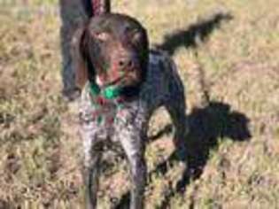 German Shorthaired Pointer Puppy for sale in Bancroft, ID, USA
