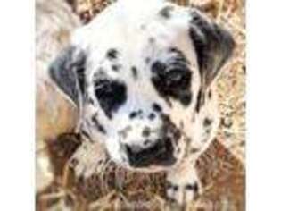Dalmatian Puppy for sale in Lovell, WY, USA