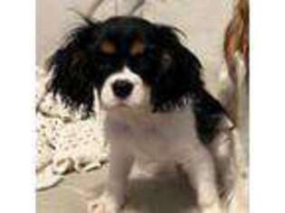 Cavalier King Charles Spaniel Puppy for sale in Eagleville, TN, USA