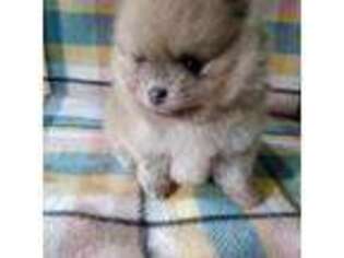 Pomeranian Puppy for sale in Casnovia, MI, USA